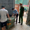 Xe ‘luồng xanh’ chở gần 6 tấn nội tạng ‘bẩn’, vượt tuyến từ biên giới về Hà Nội