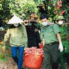 Giữa tâm dịch, Công an Bắc Giang giúp người dân thu hoạch nông sản