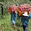 Nông sản ùn ứ, đứt gãy chuỗi sản xuất, Bộ Giao thông yêu cầu thông thoáng vận tải