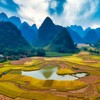Mùa vàng Phong Nậm