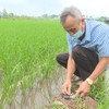 Hà Nội lên kế hoạch diệt 5 triệu con chuột/năm