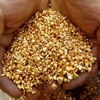 Chuyên gia kỳ vọng giá vàng sẽ tiếp tục tăng trong tuần này