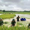 Áo xanh - cầu vai đỏ ngâm mình trong biển nước, cứu lúa giúp người dân