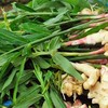 Gừng càng già càng cay