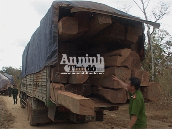 Bắt giữ vụ khai thác, vận chuyển gỗ lậu quy mô lớn ảnh 1