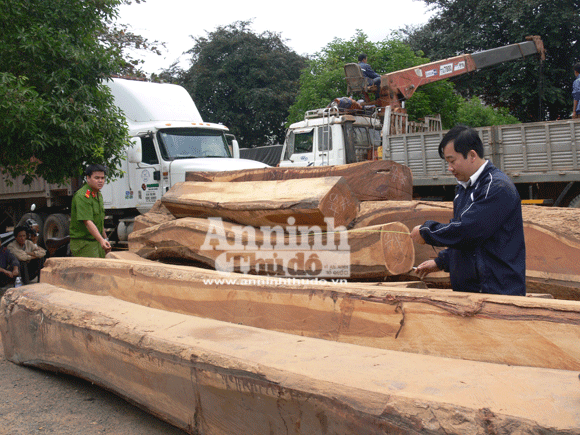 Tạm giữ 12 đối tượng liên quan vụ vận chuyển trái phép gỗ quý hiếm ảnh 1
