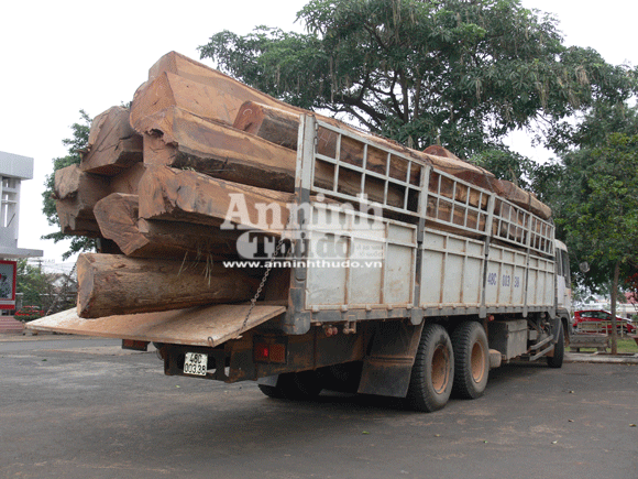 Tạm giữ 12 đối tượng liên quan vụ vận chuyển trái phép gỗ quý hiếm ảnh 2