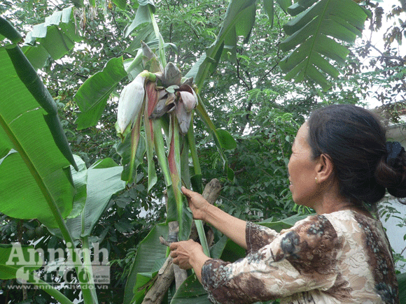 Xem cây chuối trổ 6 bông ảnh 1