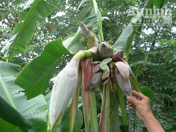 Xem cây chuối trổ 6 bông ảnh 2