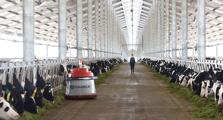 Khánh thành Tổ hợp trang trại bò sữa công nghệ cao Vinamilk Thanh Hóa ảnh 6