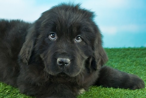 Những giống chó hiền lành nhất thích hợp nuôi trong nhà