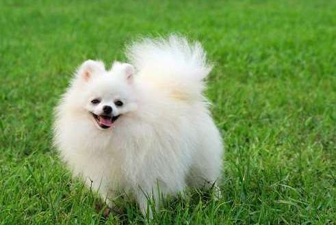 Những giống chó hiền lành nhất thích hợp nuôi trong nhà