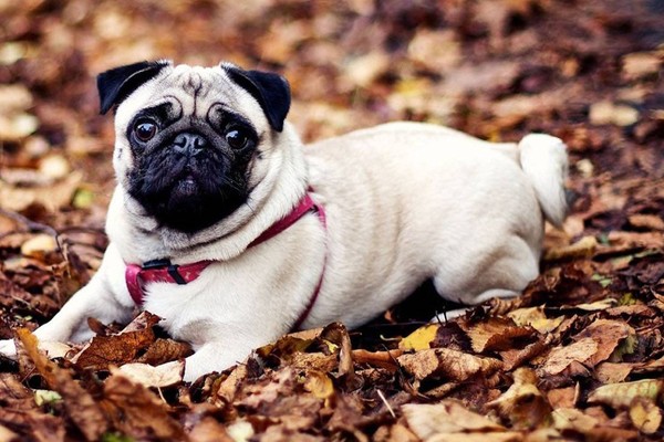 ẢNH Ngỡ ngàng trước những giống chó nhỏ nhất thế giới - XEM NGAY