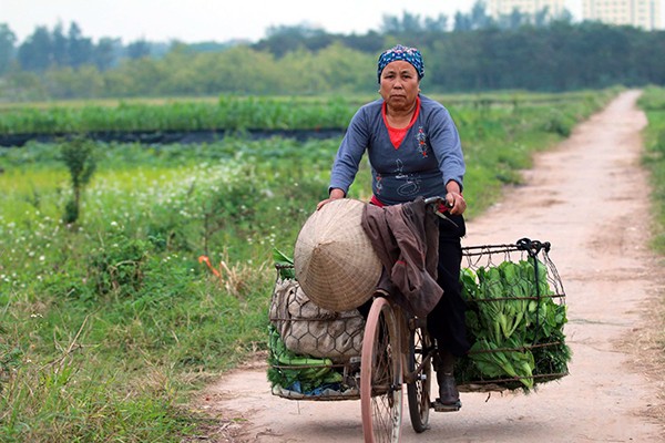 Hoa cải cuối đông rực rỡ ven sông ảnh 8