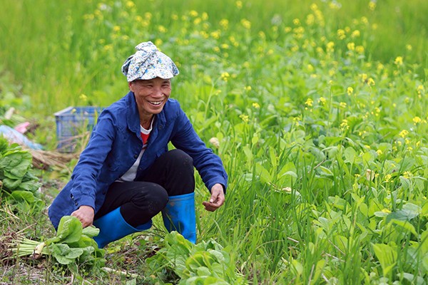 Trước đây, vào đầu vụ đông trên khắp các cánh đồng, bãi sông, triền đê hoặc vài vạt đất được tận dụng để trồng rau củ. Cải cũng là một loại rau đem về cho người nông dân lam lũ một nguồn thu nhập đáng kể. Sau khi thu hoạch vụ cải thu hoạch sớm, người nông dân thường chăm sóc kỹ càng lứa cải cuối để lấy giống cho mùa sau. Vì vậy, đã có bao mùa hoa cải đi vào thơ văn, nhạc hoạ.