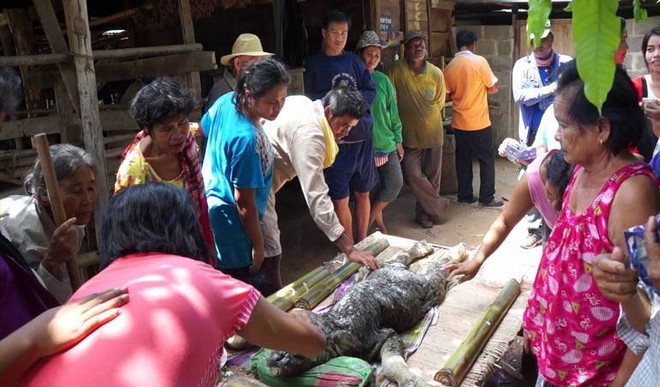 Xuất hiện động vật kỳ lạ "mình trâu đầu cá sấu" gây xôn xao ảnh 2