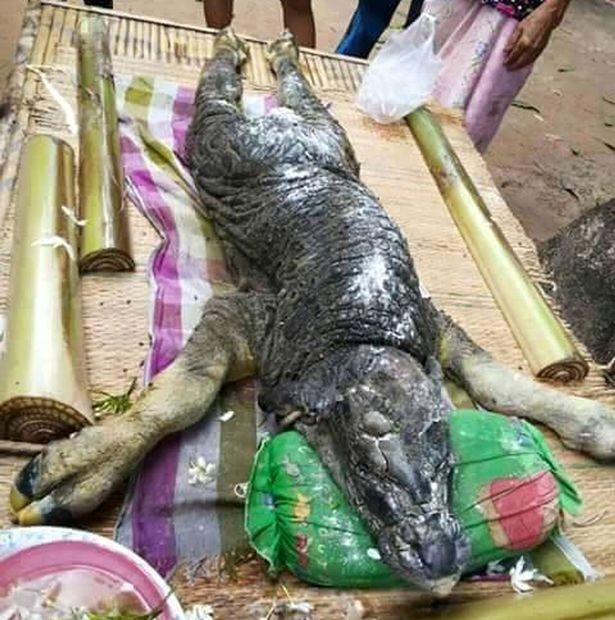 Xuất hiện động vật kỳ lạ "mình trâu đầu cá sấu" gây xôn xao ảnh 4