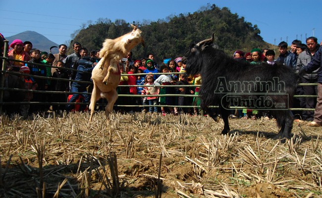 Ấn tượng những cú ra đòn của "đấu sỹ" dê trên cao nguyên đá Đồng Văn ảnh 12