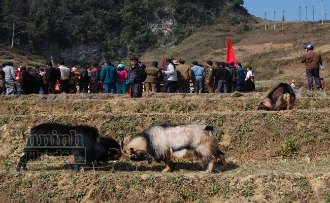 Ấn tượng những cú ra đòn của "đấu sỹ" dê trên cao nguyên đá Đồng Văn ảnh 21