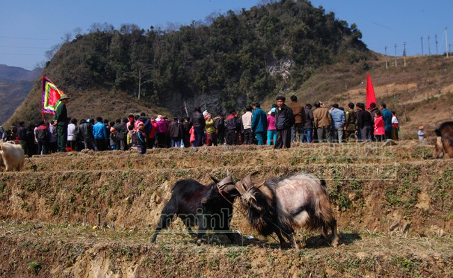 Ấn tượng những cú ra đòn của "đấu sỹ" dê trên cao nguyên đá Đồng Văn ảnh 22