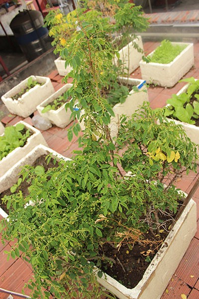 Cây rau ngót úa vàng và không được xanh tốt do thiếu phân bón