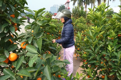 Quất tại chợ hoa ở Mỹ Đình sáng hôm nay vẫn được bày bán rất nhiều, giá không tăng so với mấy hôm trước