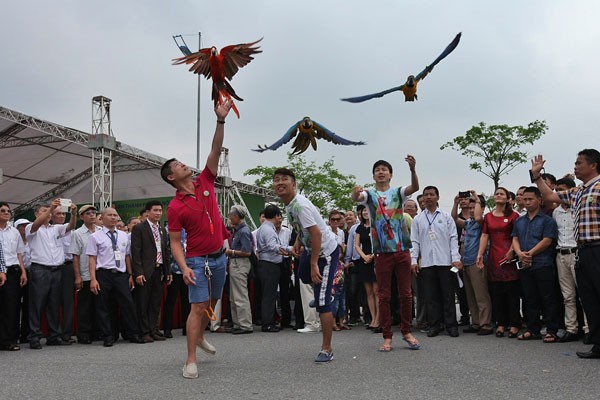 Khách tham quan thích thú chơi đùa với vẹt Nam Mỹ tại Festival sinh vật cảnh
