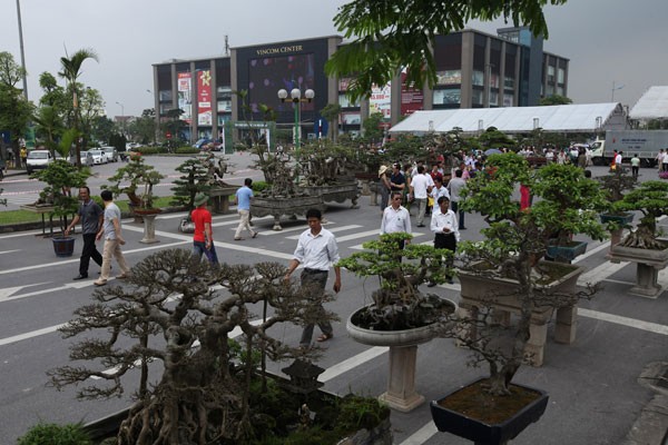 Cây độc tiền tỷ hội tụ tại Khu đô thị sinh thái Vinhomes Riverside