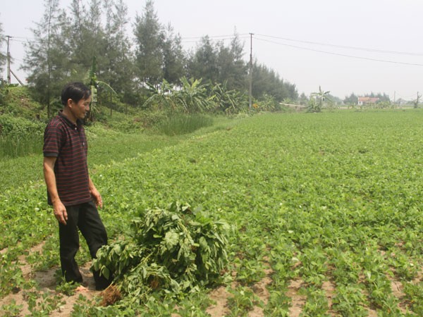 Nông dân nháo nhác trước tin đồn nhảm đậu nành gây ung thư ảnh 2