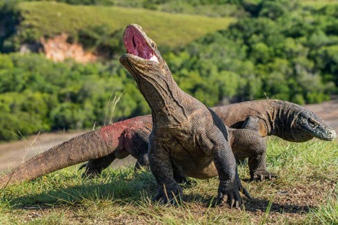 Indonesia nỗ lực bảo vệ thằn lằn khổng lồ Komodo trước nguy cơ tuyệt chủng ảnh 1