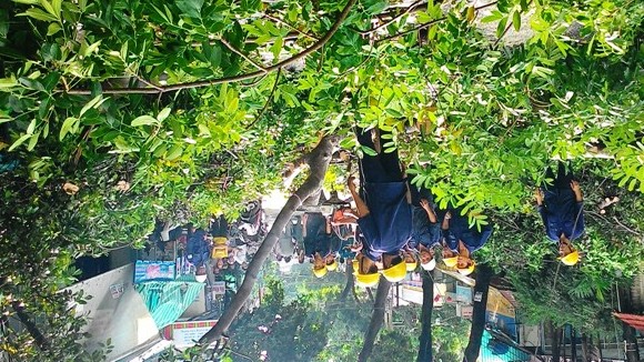Cây Sọ khỉ cổ thụ bật gốc, suýt đè sập nhà dân ảnh 3