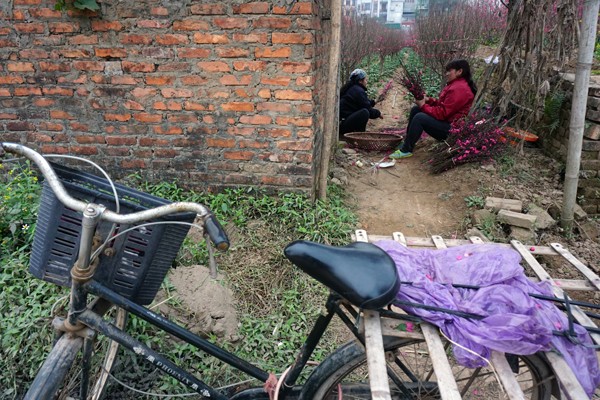 Đào bung nở sớm: Hoa cười rực rỡ, người cười... xót xa ảnh 11