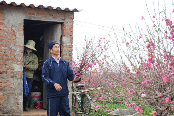 Đào bung nở sớm: Hoa cười rực rỡ, người cười... xót xa ảnh 13