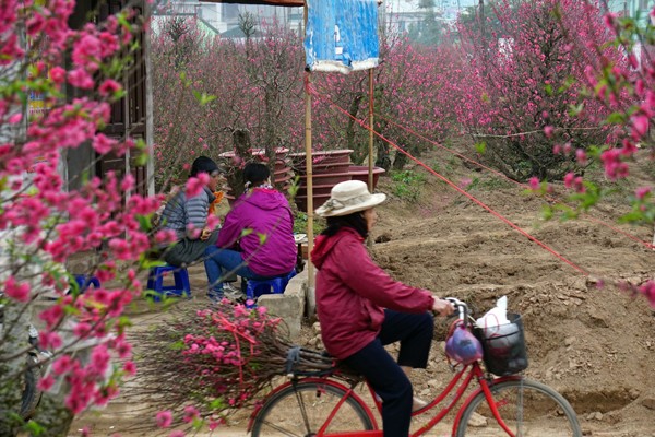 Đào bung nở sớm: Hoa cười rực rỡ, người cười... xót xa ảnh 4