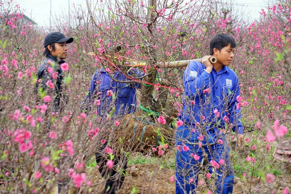 Đào bung nở sớm: Hoa cười rực rỡ, người cười... xót xa ảnh 7