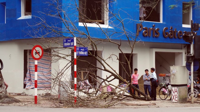 Thêm một cây sưa đỏ bị trộm ảnh 2