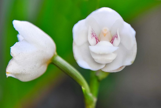 6 loài hoa giống động vật một cách kì lạ ảnh 16