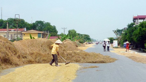 Con đường rơm nguy hiểm ảnh 1
