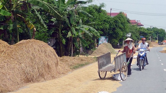 Con đường rơm nguy hiểm ảnh 2