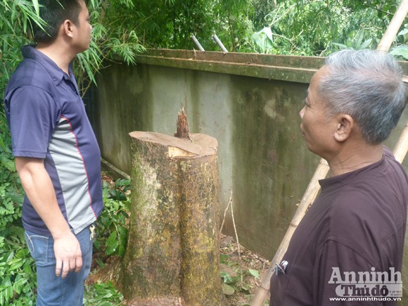 Đêm mưa, cây sưa 70 năm tuổi bị đốn hạ giữa vườn chùa ảnh 2