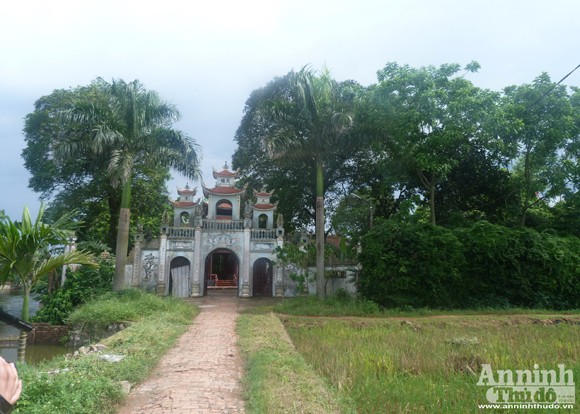 Đêm mưa, cây sưa 70 năm tuổi bị đốn hạ giữa vườn chùa ảnh 1