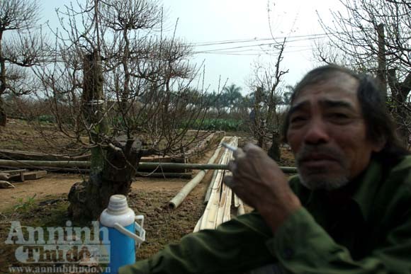 Đào “quan chức” ảnh 1