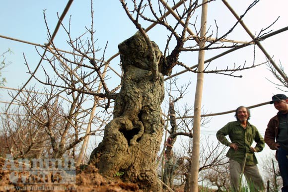 Đào “quan chức” ảnh 2