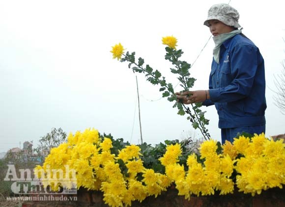 "Tôi được tặng cả cánh đồng hoa bao la" ảnh 3