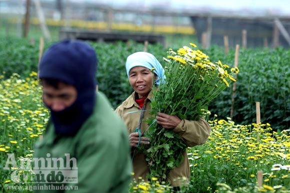 "Tôi được tặng cả cánh đồng hoa bao la" ảnh 4