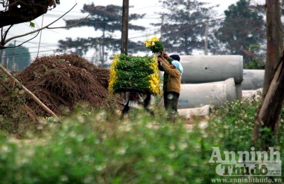 "Tôi được tặng cả cánh đồng hoa bao la" ảnh 8