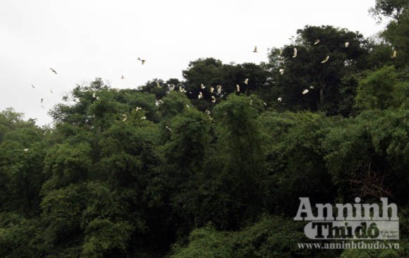 Bà già bắt kẻ cắp trong vườn cò ảnh 2