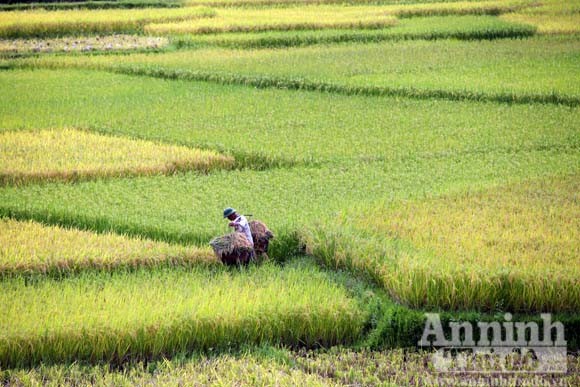 Gạt cơn “bão trắng” ảnh 6