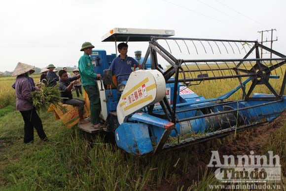 Xem người Hà Nội "cơ giới hóa" trên đồng lúa ảnh 1