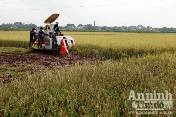 Xem người Hà Nội "cơ giới hóa" trên đồng lúa ảnh 2